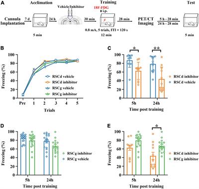 Retrosplenial Cortex Effects Contextual Fear Formation Relying on Dysgranular Constituent in Rats